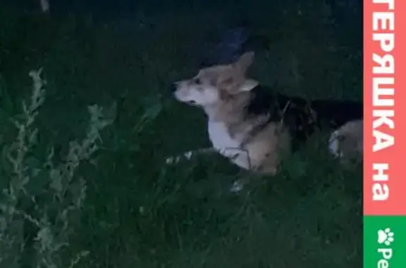 Пропала собака в Иваново
