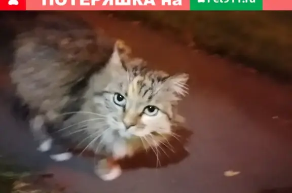 Найден черно-белый кот в Царицыно, Москва