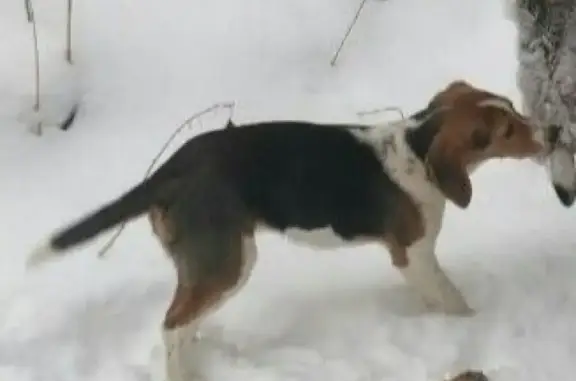 Пропала собака в Пролетарском, Чувашия