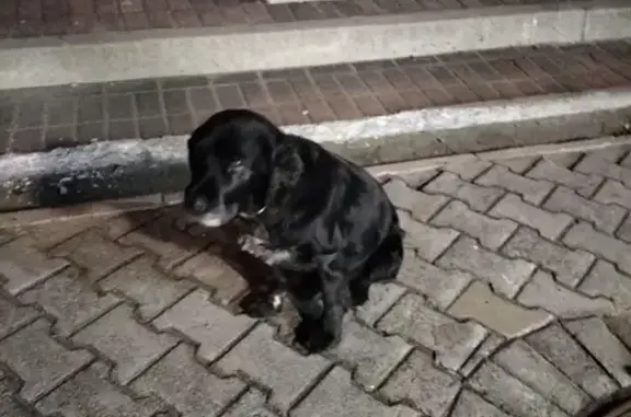 Собака на ул. Фрунзе, 11 в Хабаровске.