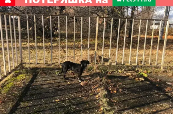 Найдены две девочки-щенка в Гидроузеле (46Н-05560)