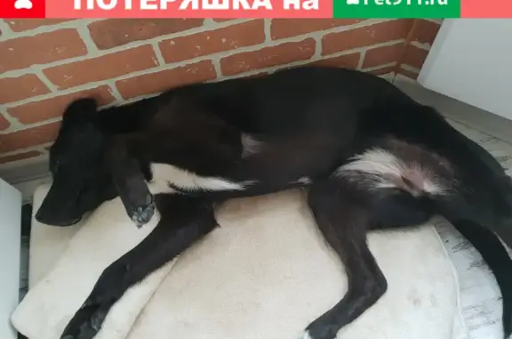 Объявления о пропавших и найденных животных, Нижний Новгород, фото: Пропала собака Альба в лесу Зеленого города