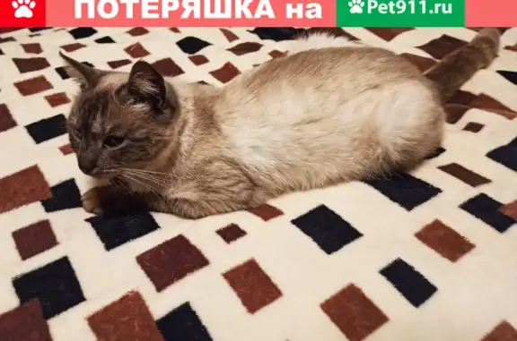 Найдена кошка в Тереньково