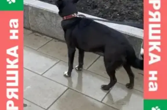 Найдена собака в районе Сокольники