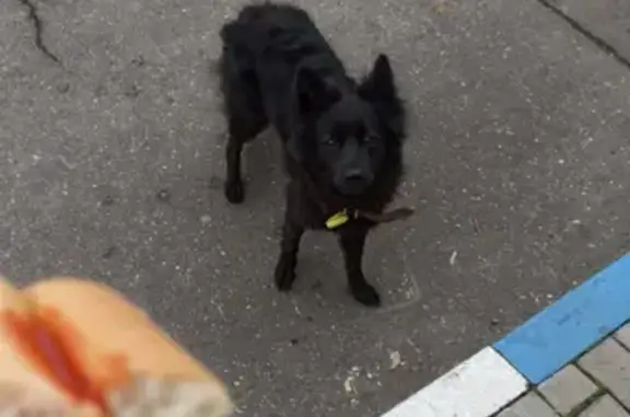 Потеряшка собака на улице Перерва, Москва