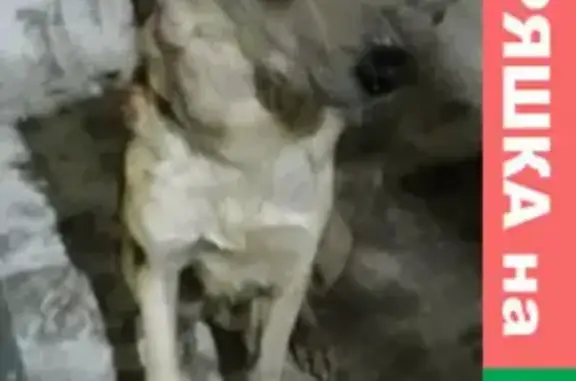 Найден крупный бело-рыжий кобель на Полюсной улице, Тула