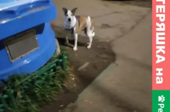 Найдена собака на Школьной улице, Соцгород V
