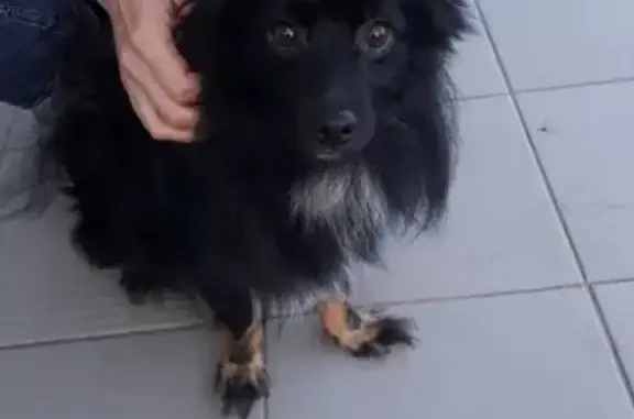 Найдена ласковая собака в Дядьковском поселении