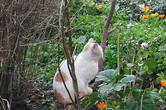Найдена кошка на Садовой, 16