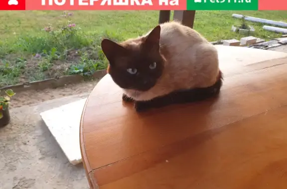 Пропал сиамский кот на Березовом проезде в Подольске