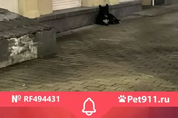 Найдена собака на Кутузовском проспекте