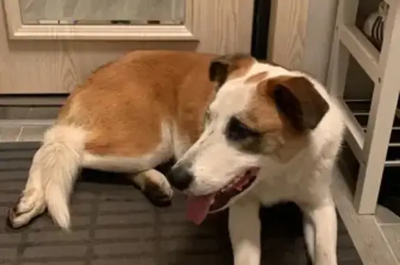 Найдена собака на улице Живописная, Москва