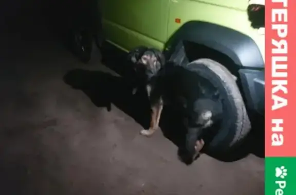 Найдена черная собака у магазина в Черногубово.