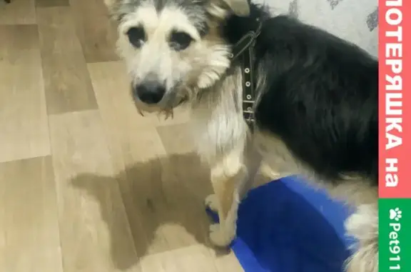 Найден домашний пёс, 2 года, серый окрас, Иркутск 142
