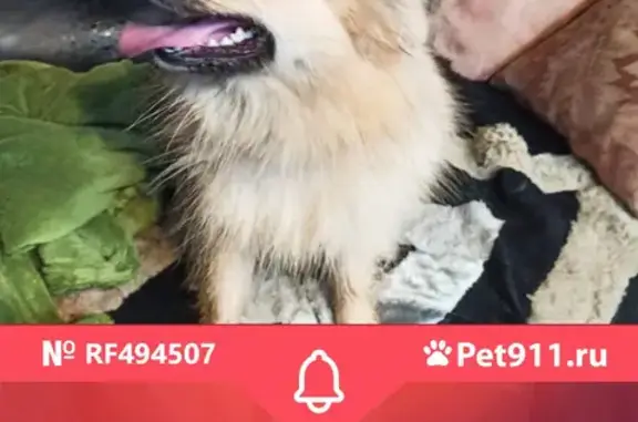 Найдена собака в Холодово, Раменском