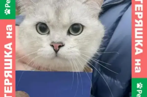 Найдена кошка в Южно-Приморском парке