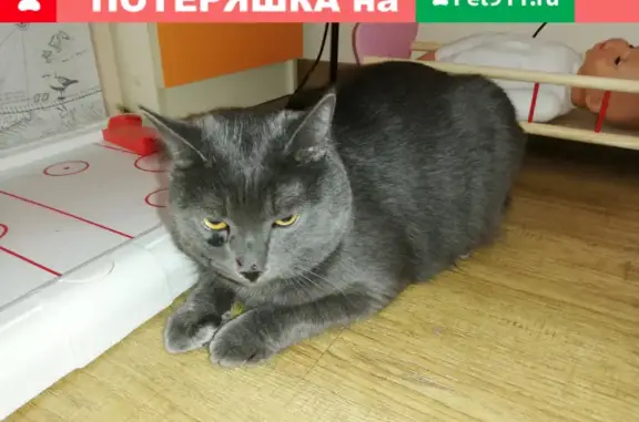 Кошка найдена на ул. Мебельщиков, 2 в Тюмени