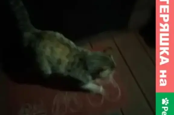 Найдена ласковая кошка на ул. Пансионатной, Колбино