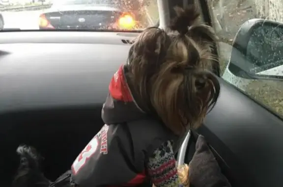 Собаки потеряшки, Краснодар, фото: Потеряшка мини-йорк Микки на Восточно-Кругликовской в Краснодаре