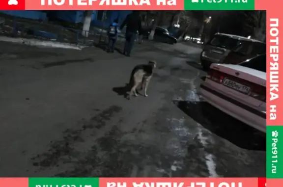 Найдена собака на улице Молодогвардейцев, 48, Челябинск