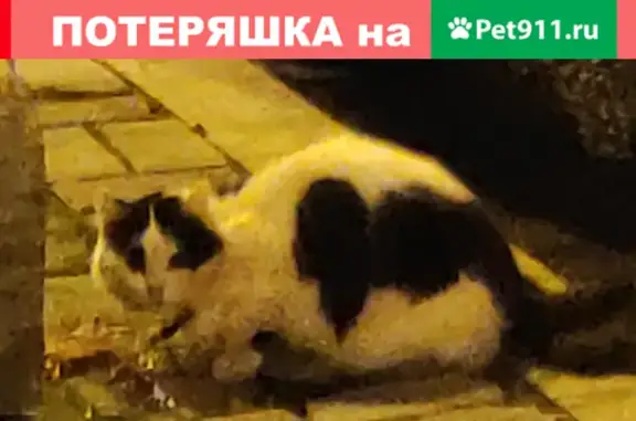 Найдена пушистая кошка на ул. Маши Порываевой, Москва