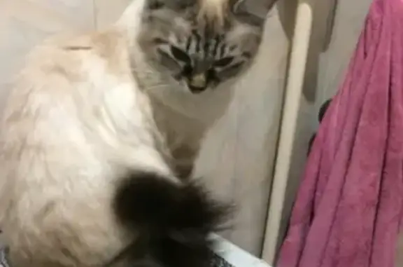 Кошки потеряшки, Ульяновск, фото: Потеряшка кошка на Первомайской, 31 в Ульяновске