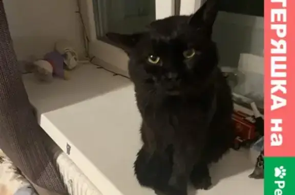 Чёрный толстый кот найден на Кольцовской