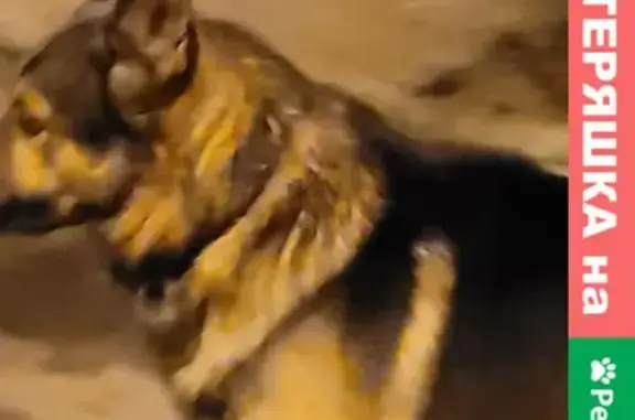Найдена собака на улице Звёздная в Домодедово