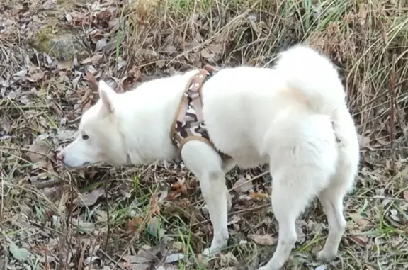 Найдена белая собака на ул. Уборевича, 47