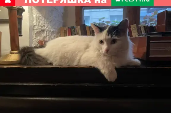 Пропала белая кошка на Малой Якиманке, Москва.