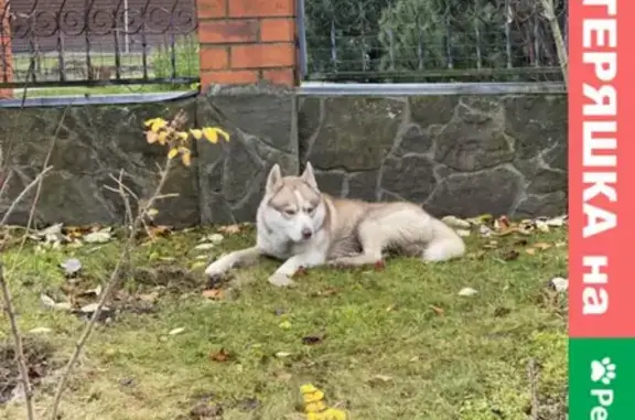 Собака найдена в Терехове, Тверская область