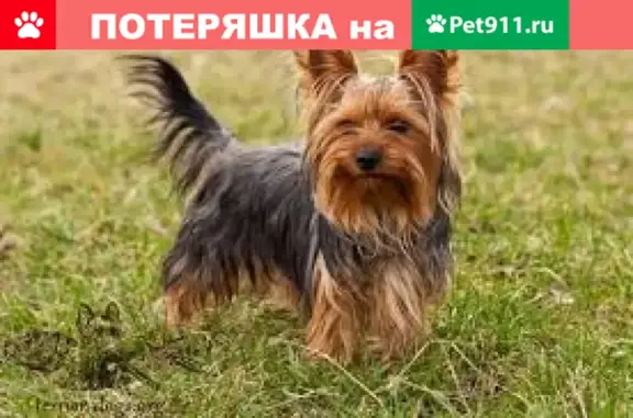 Потерянные животные Ростов-на-Дону, фото: Пропал Йорк! В роще ЖК Звездный, Творческая ул. 7, Ростов-на-Дону.
