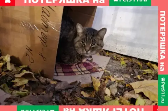 Ухоженный кот на Ломоносовском проспекте, контакты в описании