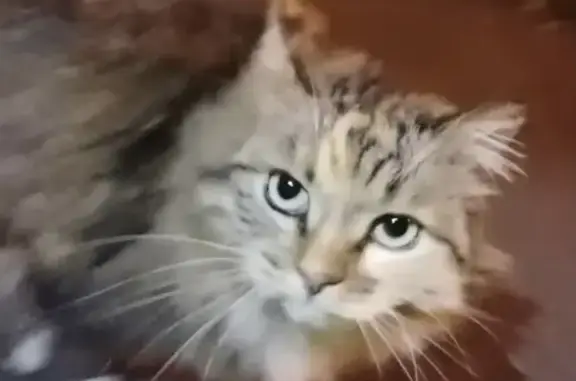 Найдена пушистая кошка в Бибирево