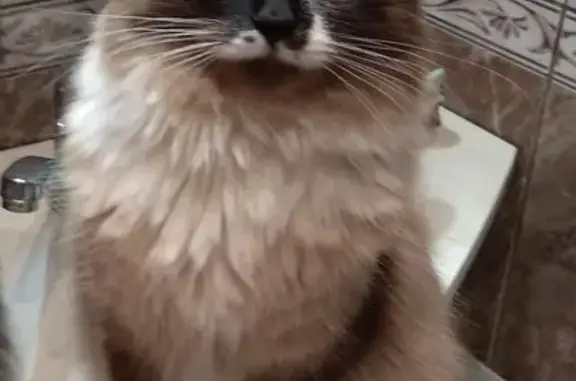 Кошки потеряшки, Санкт-Петербург, фото: Потеряшка кот на ул. Шотмана 10, Невский район, Санкт-Петербург