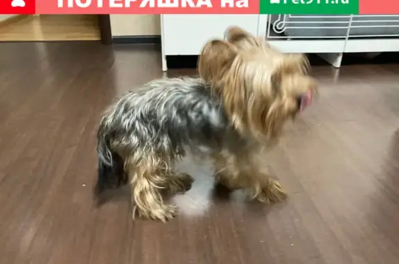 Найден потерявшийся пёсик на ул. Гамарника 82, Хабаровск