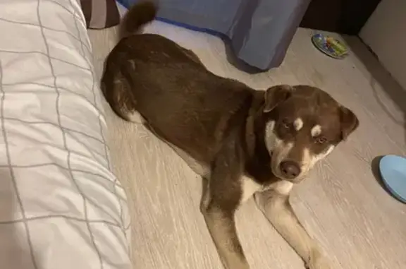 Найдена собака, Ростов-на-Дону, фото: Найдена собака на ул. Борко, 3 в Ростове