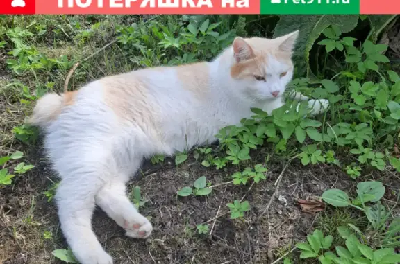 Пропал кот Кузя на улице Фрунзенской, 37, Тейково