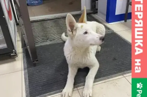 Найдена собака в СНТ Радуга, Краснодарский край