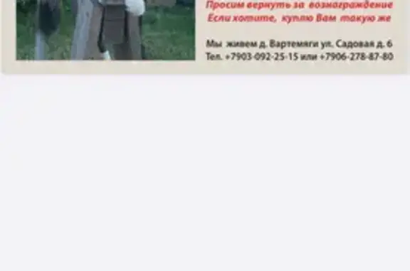 Кошки потеряшки, Санкт-Петербург, фото: Потеряшка кошка в деревне Вартемяги, Ленобласть