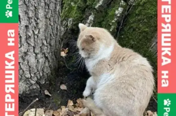 Найден кот в Битцевском лесу, ищем хозяина