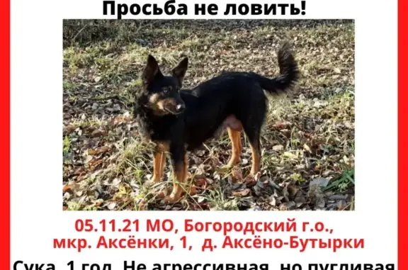 Собаки потеряшки, Москва, фото: Собака пропала в Ногинске после побега из машины.