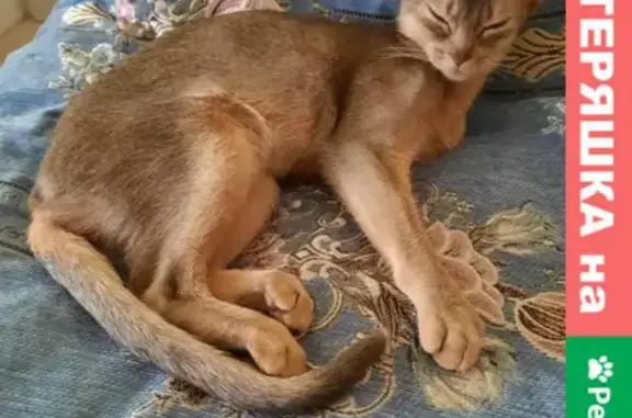 Пропала кошка на Солдата Корзуна, 15 к1