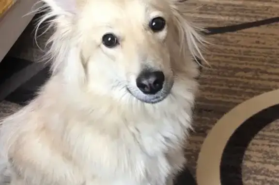 Потерянные животные Улан-Удэ, фото: Пропала собака на дачах в Улан-Удэ