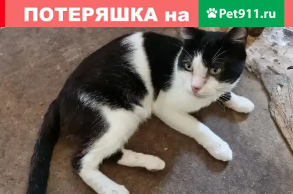 Пропала кошка Кот Кеша на ул. Пекинская 25Б, Челябинск