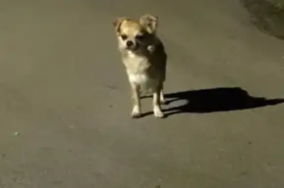 Пропала собака в Донино, Московская область