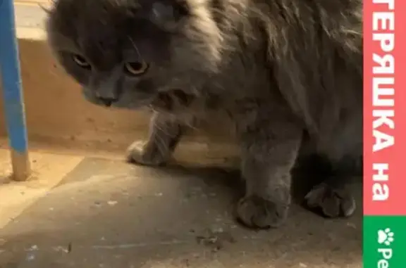 Найдена кошка на ул. Добровольского, 5 в Омске