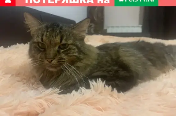 Найдена ручная кошка на улице Пречистенка, Москва