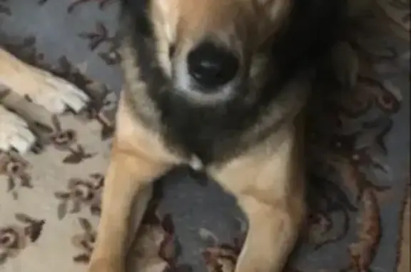 Пропала крупная собака в Нижнем Тагиле