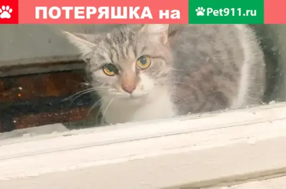 Найдена кошка на ул. Генерала Глаголева, 13 к2